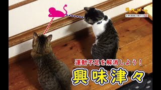 【猫】猫たちの運動不足解消グッズを買ってみました！