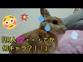 【うさぎ】夜な夜な…ももふり兄弟ケンカ？