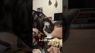 ラッテとお昼ご飯＃アメショーのラッテ#アメリカンショートヘア #アメショー ＃猫と暮らす＃猫との暮らす家#猫#cat