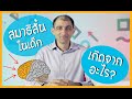 Frontal Lobe (5/6) สมองส่วนที่ควบคุมสมาธิและ Executive Function 5/6 | BrainFit Studio