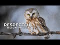 5 Tips for Respectful Wildlife Photography with David Wilder