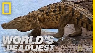 Croc Attack! | World's Deadliest