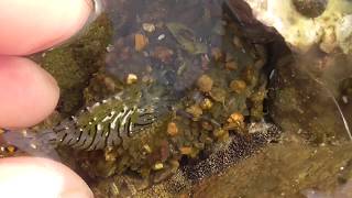 タイドプールのイソギンチャクのエサに小エビを与える。Feed shrimp with sea anemone food in tide pools.在潮汐池喂养虾用海葵食物。