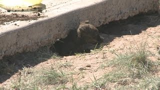 Volunteers rescue puppies living under concrete slab