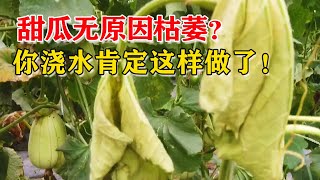 甜瓜出现枯萎，与农户浇水的坏习惯有关，炎热夏季别忽视了【付老师种植技术团队】