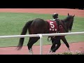 キセキ。神戸新聞杯のパドック。現地映像、阪神競馬場