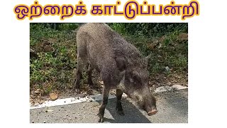 காட்டு பன்றி