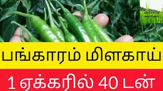 Bangaram chilli cultivation | பங்காரம் மிளகாய் சாகுபடி | #bangaram