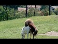 Horse Mating Donkey - Donkeys Breeding Animals Mating Compilation 2024#horse #horses