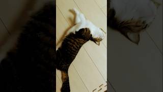 猫は液体#cat #catlover #猫じゃらし #猫のいる暮らし #ねこじゃらし #youtubeshorts #猫魔じゃらし