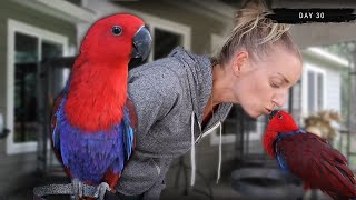 30 Days with a Female Eclectus Parrot