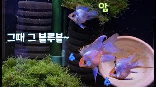 골든볼라미네지 몇 개월 키워야 첫 산란을 하나요~? RAM CICHLID