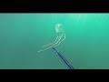 spearfishing sydney nsw vol 3