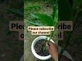 horticulture herbs treat cold and cough justicia adhatoda propagation