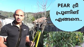 Pear Pruning/പെയർ ട്രീ പ്രൂണിങ്  എങ്ങനെ..