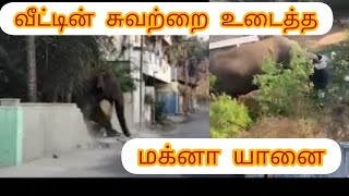 பொள்ளாச்சி டாப்சிலிப் வனப்பகுதியில் விடப்பட்ட மக்னா யானை மதுக்கரையில் வீட்டின் சுவரை உடைத்தது #யானை