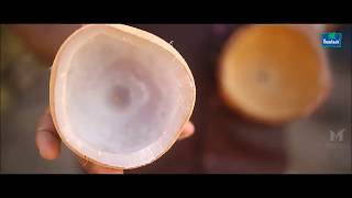 Parachute Kalpavriksha | Anatomy of a Coconut Tree