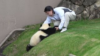 それでも、私は落ちて遊びたい🐼 モートに落ちて遊ぶ彩浜🌈 #アドベンチャーワールド4K🐼