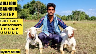 Sheep Farm Banndur Sheep Mysore || 50,000 Subscribers! THANK YOU 🤝🙏