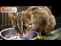 【東山動植物園公式】ツシマヤマネコ 採食風景 《 ツシマヤマネコ 》