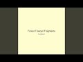 Forest Tranquil Fragments