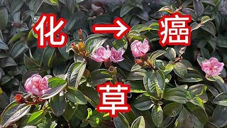 在我国农村不起眼的“化癌草”，用途很多人都不了解，赶紧认识下