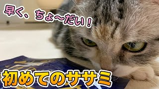 猫用おやつのささみを初めてあげたら興奮しすぎてヤバすぎたwwwww【スコティッシュフォールド】