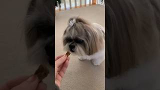 Adorable Shih Tzu Loves Treats and Gives Cute High-fives! 🙌🏻 #shorts #shihtzu