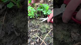 Vegetables Cutting shot #shorts #youtubeshorts #agriculture #farming