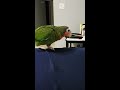 parrot grabbing nom nom shorts