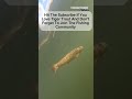 releasing my pet trout shorts subscribe fishing catchandrelease trout memes