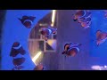 好多小丑魚 尼諾 在雲林縣古坑鄉 八斗子海鮮餐廳拍的 clownfish nemo