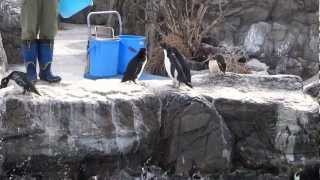 葛西臨海水族園　フンボルトペンギンのお食事　２　Humbolt Penguins in KASAI