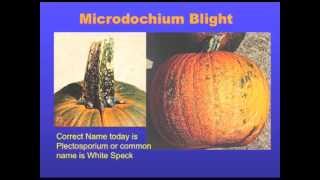 Pumpkin production 101 - part 2