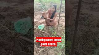 మా పెరట్లో అందమయిన అలంకరణ sweetlemon మొక్క #treeplantation #sweetlemon #maperati muchetlu#shortfeed