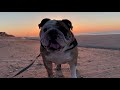 reuben the bulldog sunrise at the beach