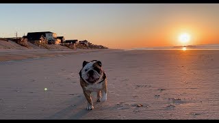 Reuben the Bulldog: Sunrise at the Beach