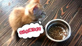 いつものご飯と違うと食べない子猫【保護猫　子猫】