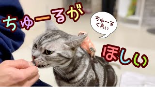 猫のそうせきのちゅーるが欲しすぎるアキクサインコの魔人プウ