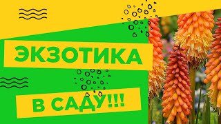 КНИФОФИЯ - ЭКЗОТИКА В САДУ!