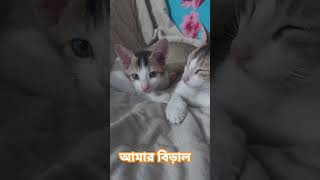 আমার বিড়াল #funnyvideo #funnyanimal #cat #funny #funnypet #catlover #funnycatvideos #catvideos