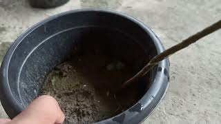 Tamarind Material Training For Bonsai | इमली का वृक्ष | তেতেলী | তেঁতুল গাছ