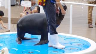 20130911【カールさんが足でバイバイしてた@サンシャイン水族館】