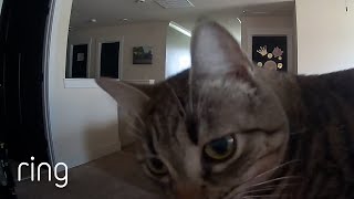 Watch This Cat’s Reaction to Hearing Owner’s Voice Over Ring | RingTV