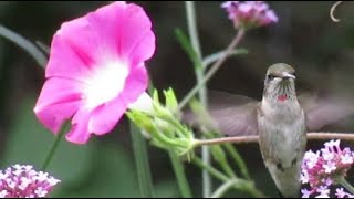 Hummingbird visits morning glories and verbena