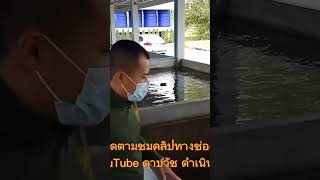 ทำความสะอาดบ่อปูนพ่อแม่พันธุ์ปลานิล