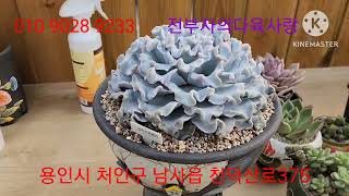 23.3.8.크리스피뷰티.축복이금.안동먼디금