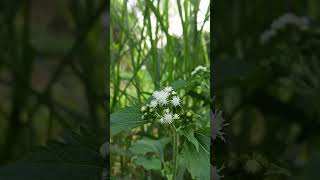 Natural photography| গ্রামের অপরুপ সৌন্দর্য #flowers #nutaral #nature #naturalphotography