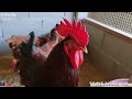 rhode island red ไก่ไข่โร๊ดไอส์แลนด์เรด ขนสีน้ำตาลแดง สดใสน่ารัก ไข่ดก เชื่องเป็นมิตร by คำเงินฟาร์ม