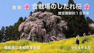 合戦場のしだれ桜 🌸 推定樹齢約１８０年、福島県二本松市東新殿、令和４年４月🌸